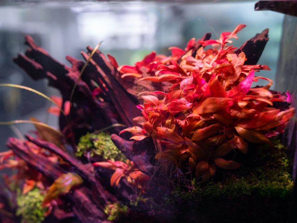 Alternanthera reineckii 'Mini'