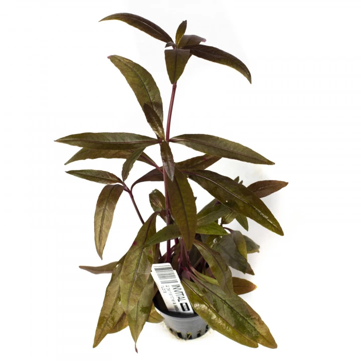Alternanthera sessilis