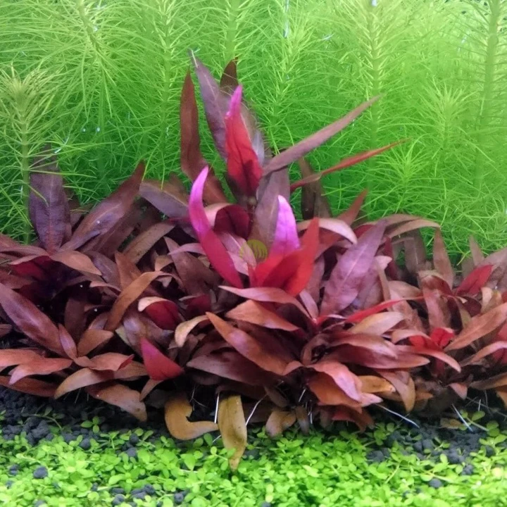 Alternanthera sessilis