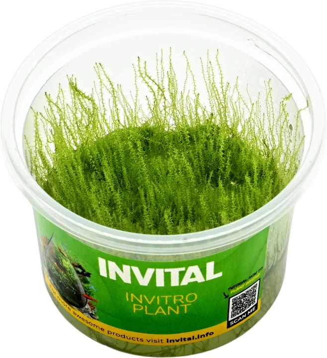 Amblystegium serpens