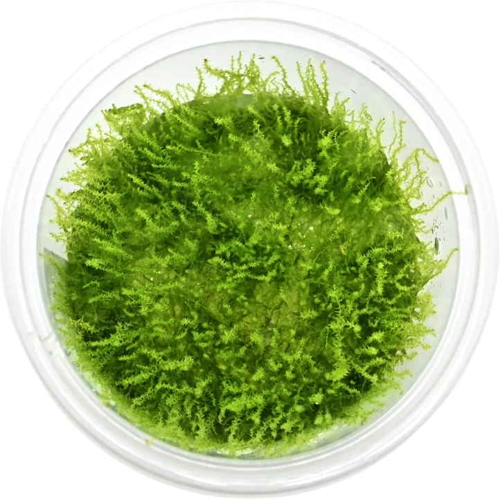 Amblystegium serpens