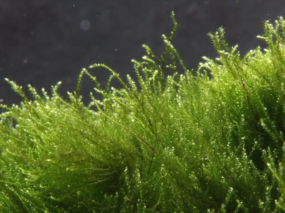 Amblystegium serpens