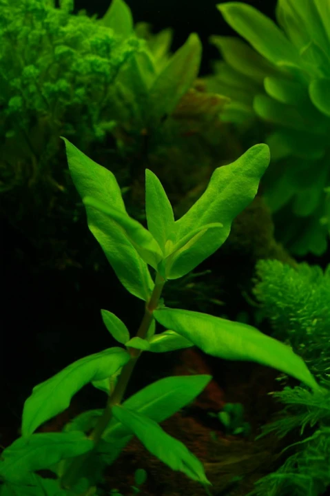 Ammannia capitellata