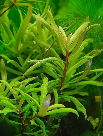 Ammannia pedicellata