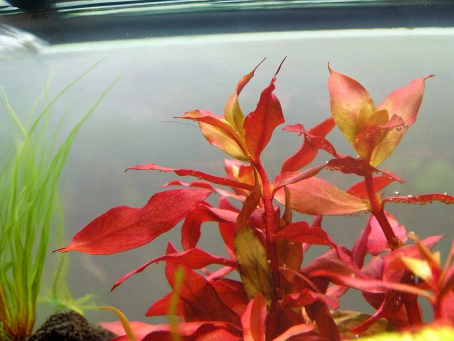 Ammannia praetermissa