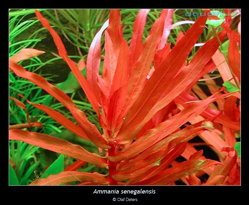 Ammannia senegalensis
