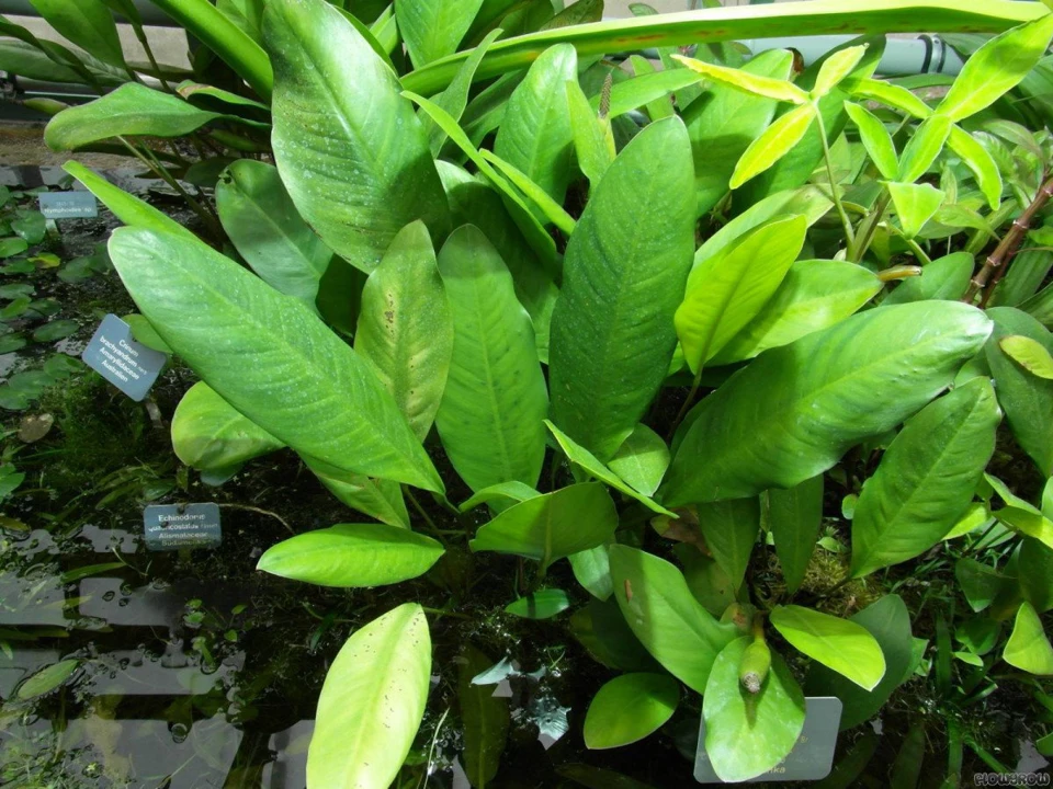 Anubias afzelii