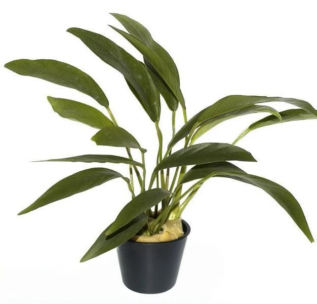 Anubias barteri var. angustifolia