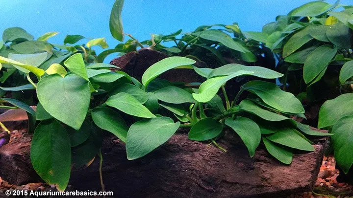 Anubias barteri var. barteri