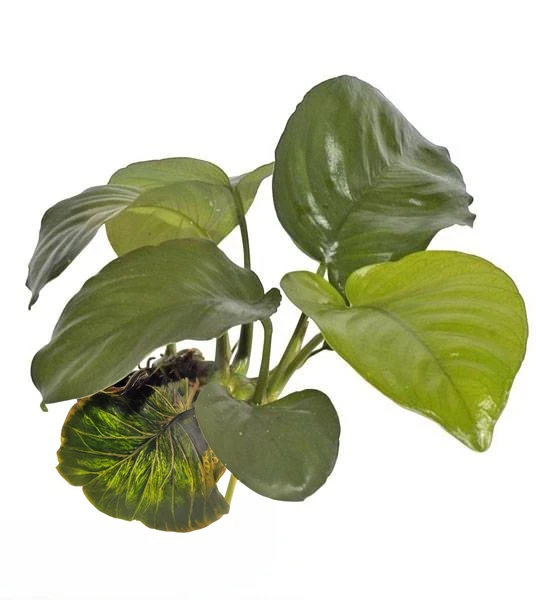 Anubias barteri var. caladiifolia