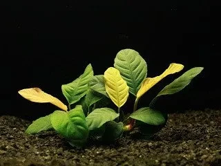 Anubias barteri var. coffeifolia