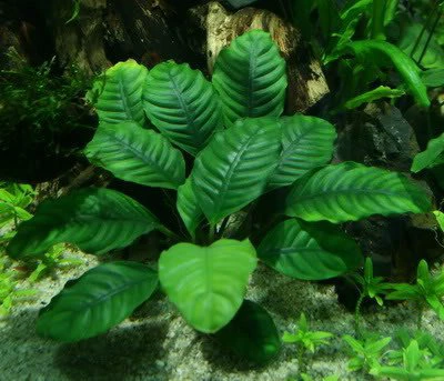 Anubias barteri var. coffeifolia
