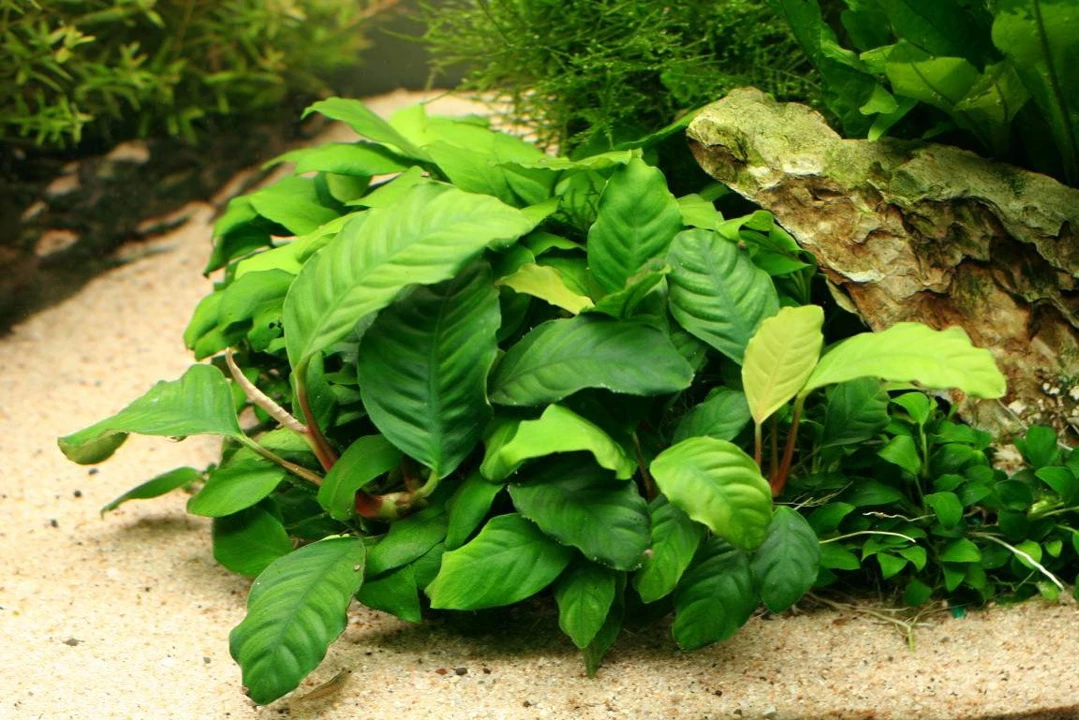 Anubias barteri var. coffeifolia