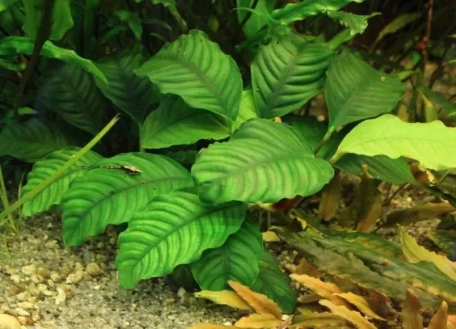 Anubias barteri var. coffeifolia