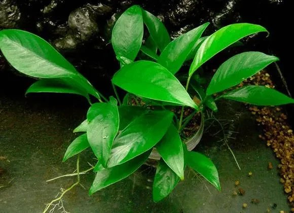 Anubias barteri var. glabra