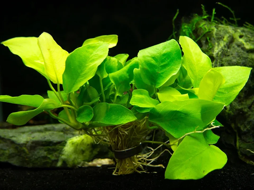 Anubias barteri var. nana 'Golden Heart'