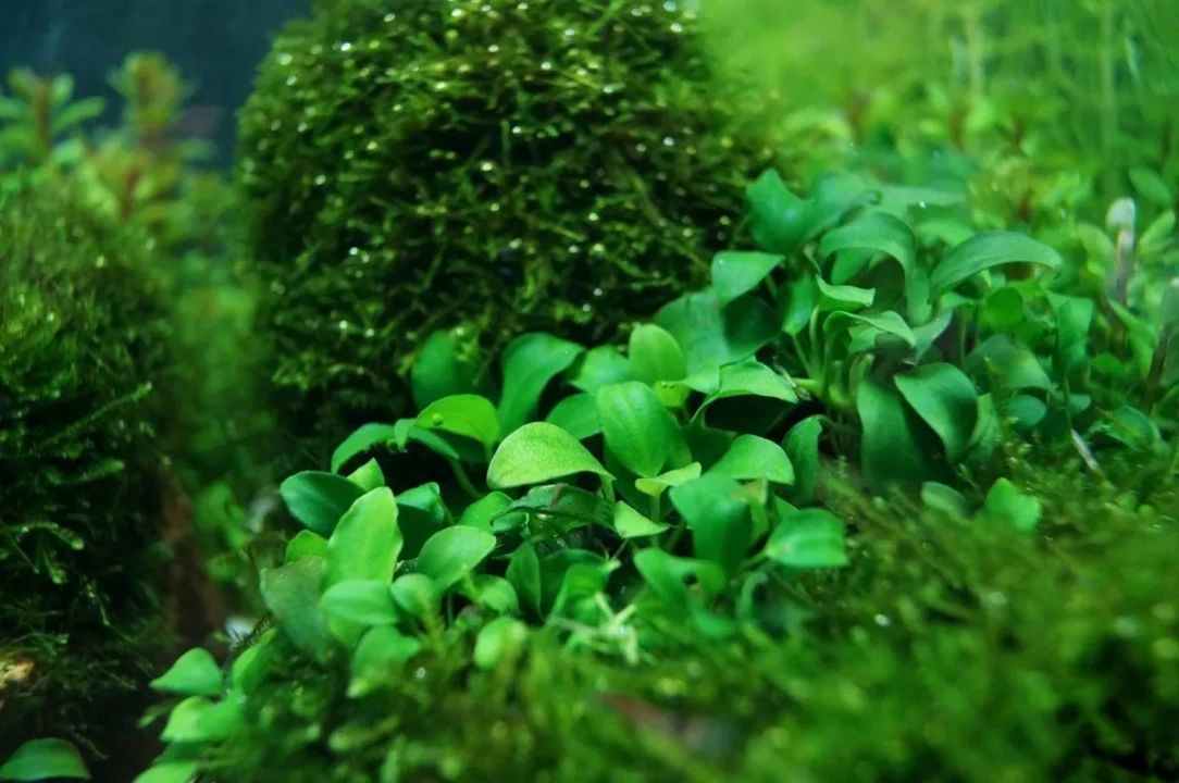 Anubias barteri var. nana 'Petite' ('Bonsai')