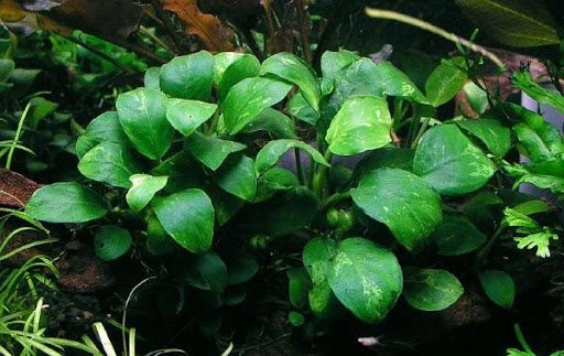Anubias barteri var. nana 'Petite' ('Bonsai')