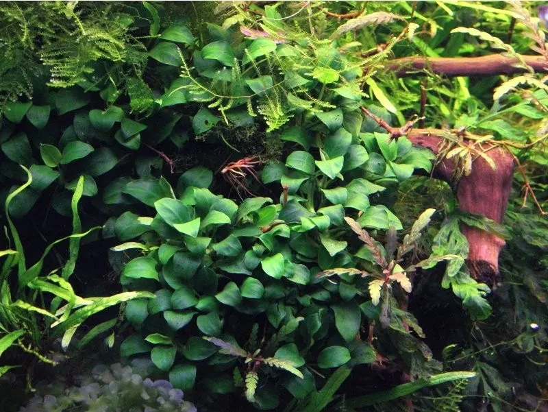 Anubias barteri var. nana 'Petite' ('Bonsai')