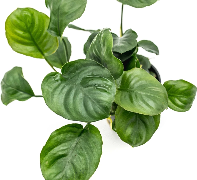 Anubias barteri var. nana 'Round Leaf'