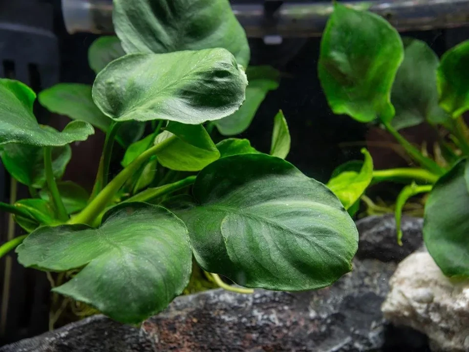 Anubias barteri var. nana 'Round Leaf'