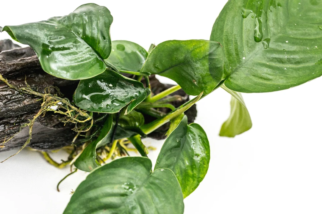 Anubias barteri var. nana