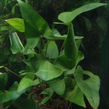 Anubias gracilis