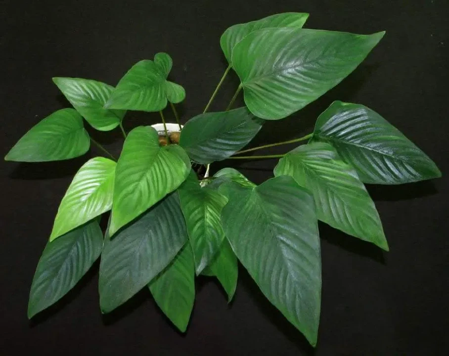 Anubias hastifolia