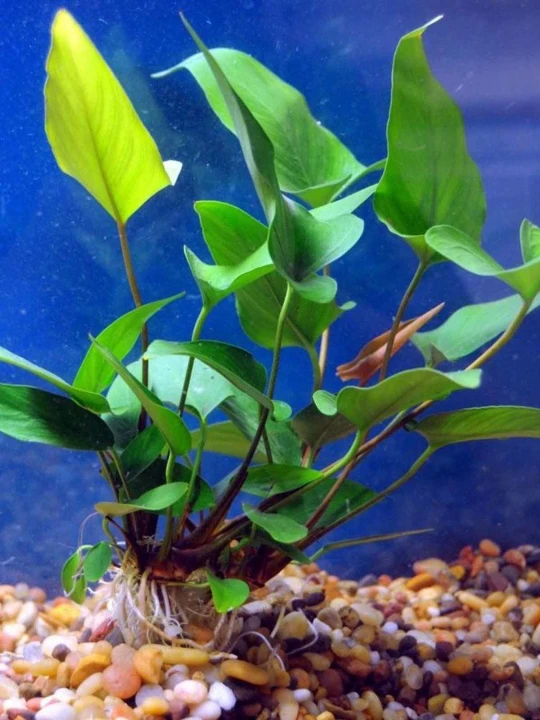 Anubias hastifolia