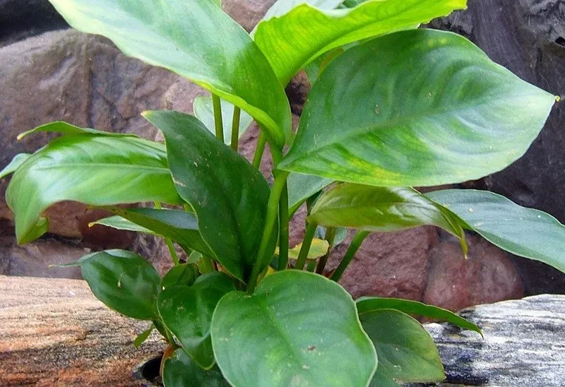Anubias hastifolia