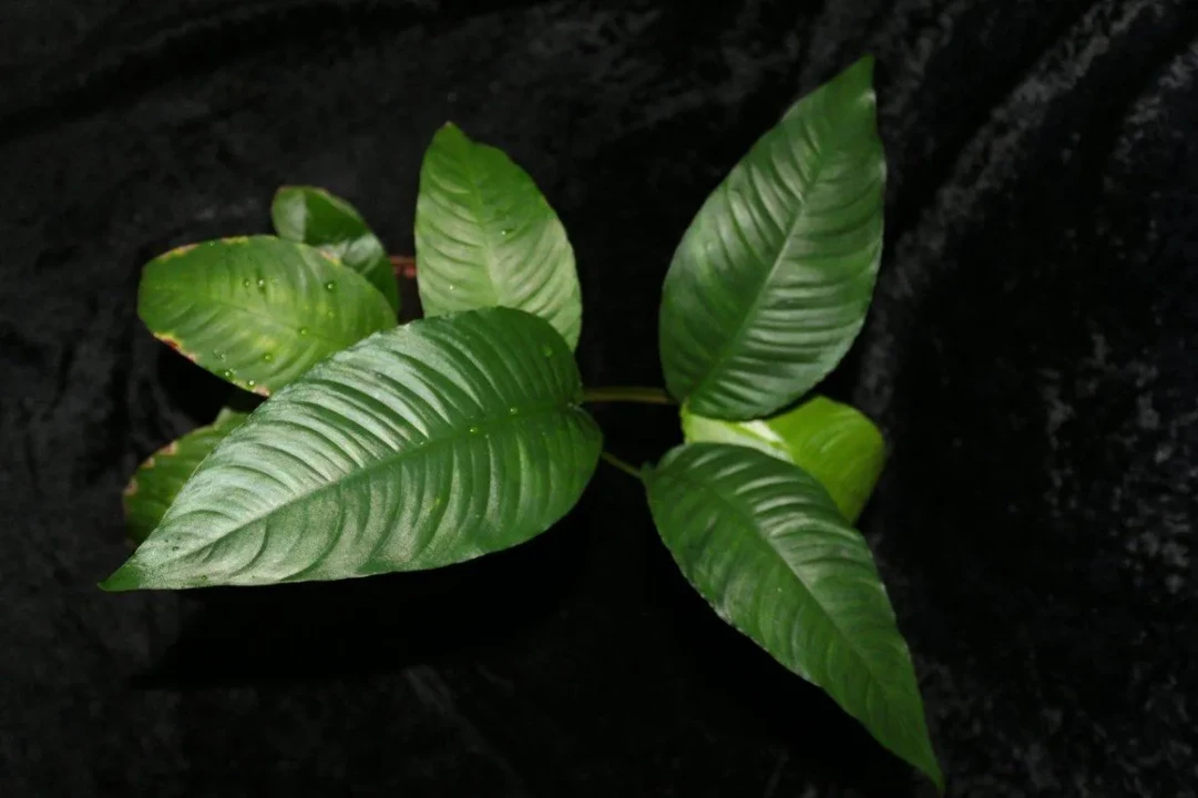 Anubias heterophylla