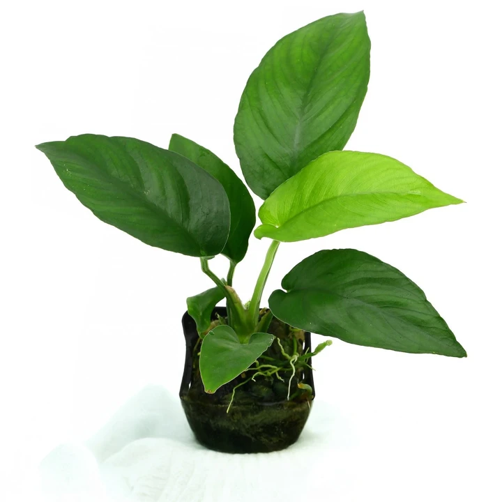 Anubias "nangi"