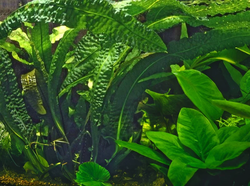 Aponogeton boivinianus