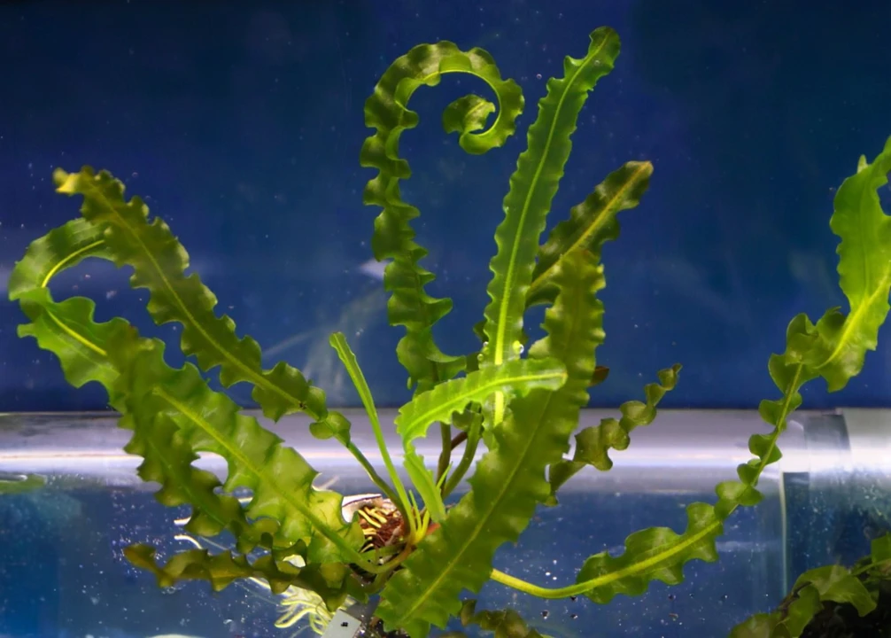 Aponogeton longiplumulosus