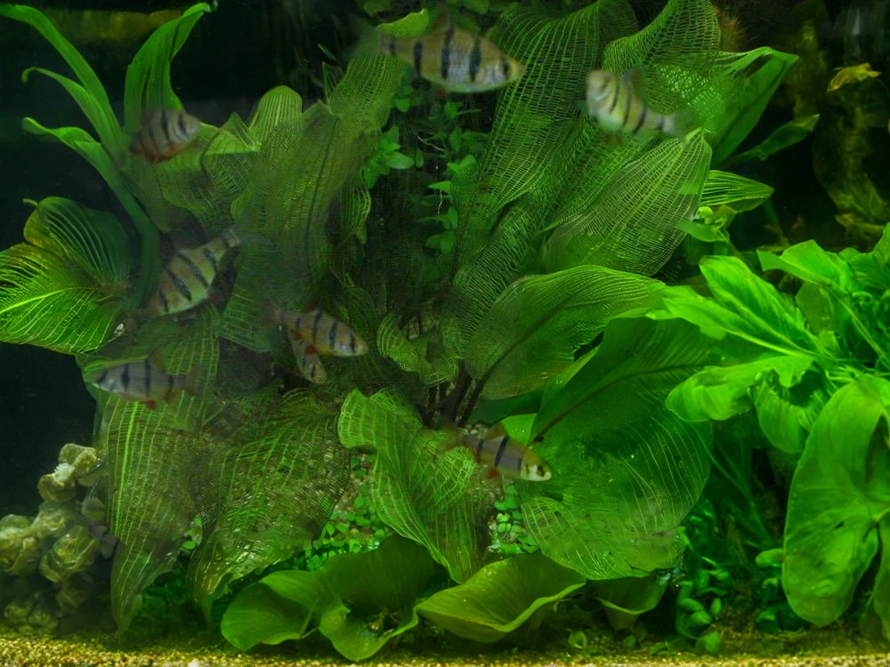 Aponogeton madagascariensis var. madagascariensis