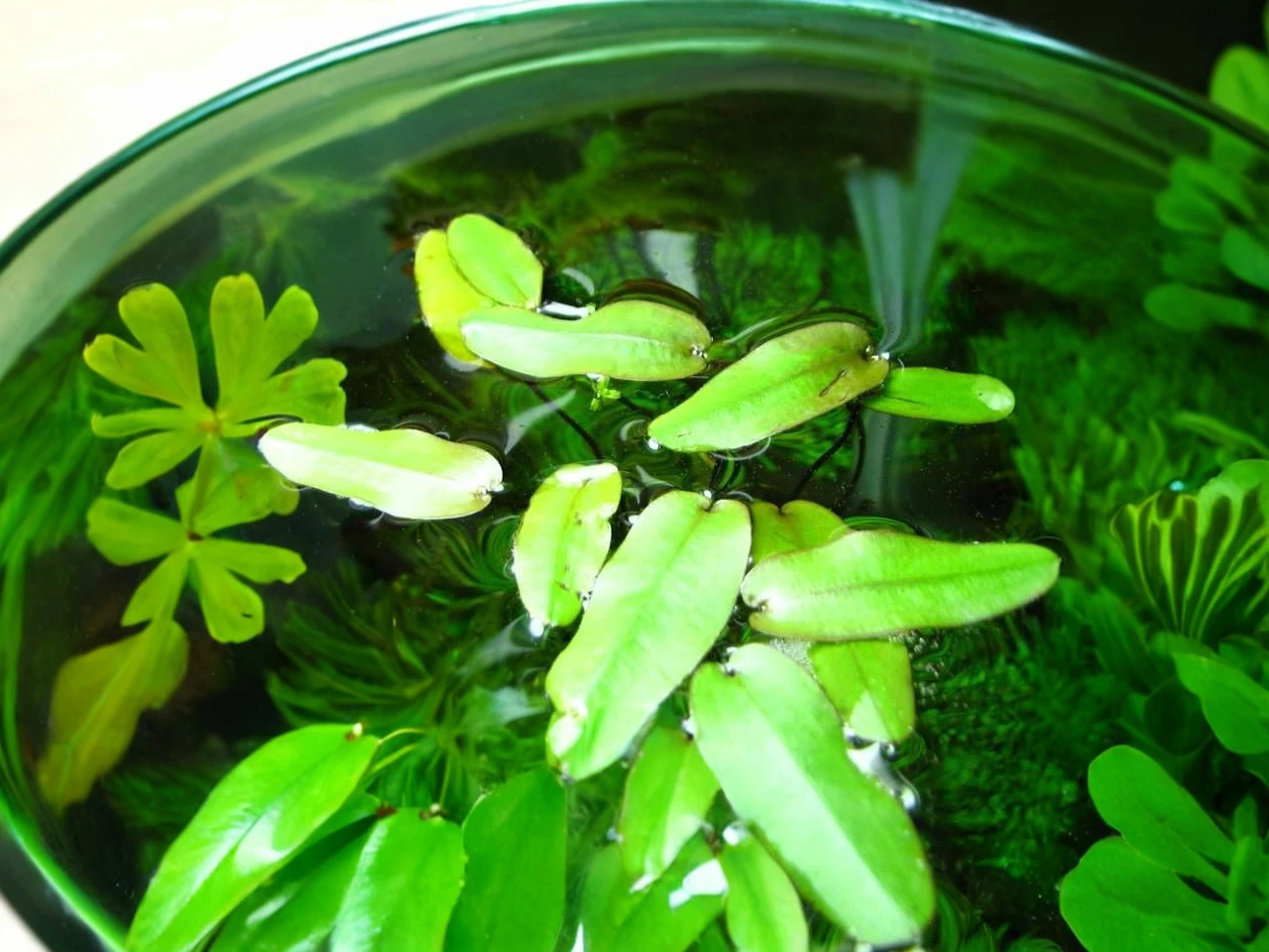 Robinson's Aponogeton