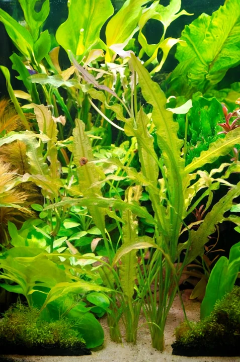 Aponogeton undulatus