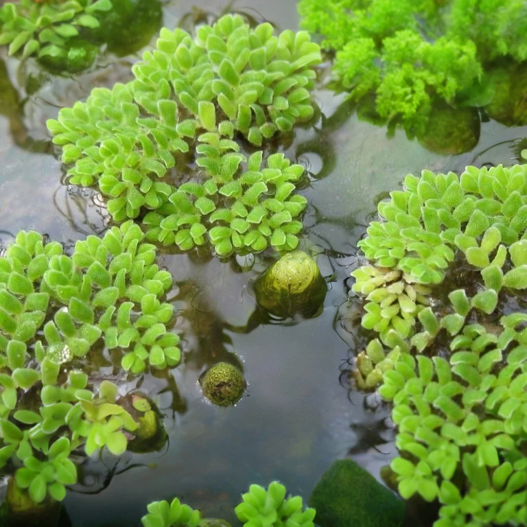 Azolla pinnata
