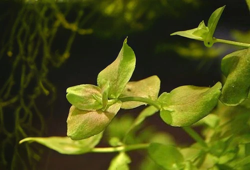 Bacopa australis
