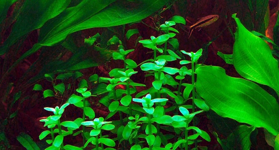 Bacopa madagascariensis