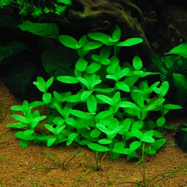 Bacopa madagascariensis