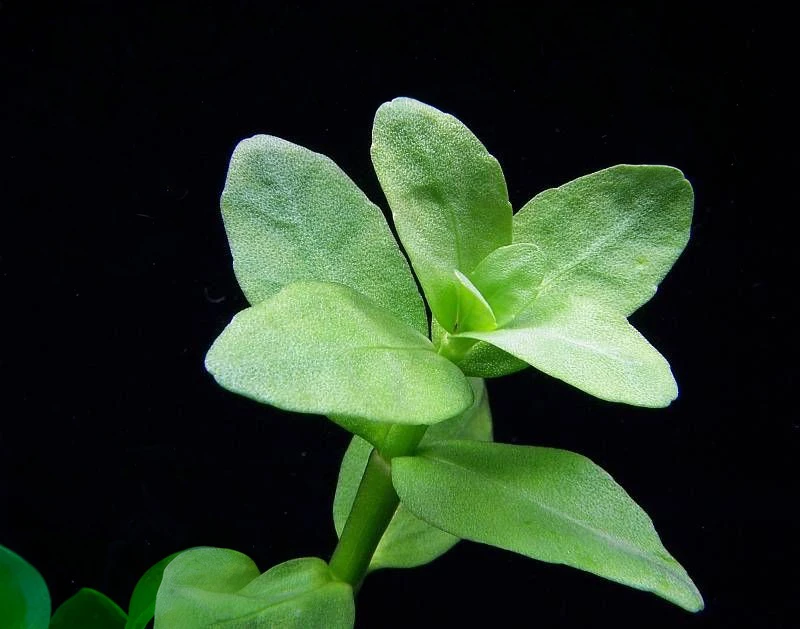 Bacopa madagascariensis