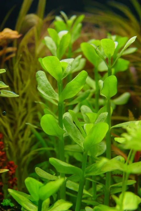 Bacopa monnieri