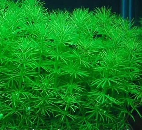 Bacopa myriophylloides