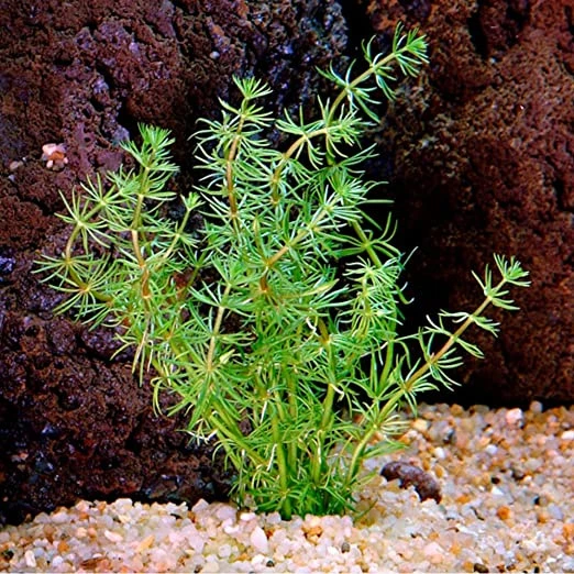 Bacopa myriophylloides