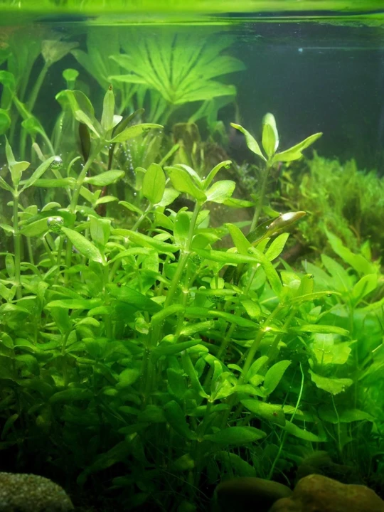 Bacopa serpyllifolia