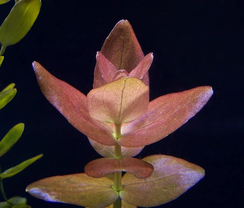 Bacopa sp. "Colorata"