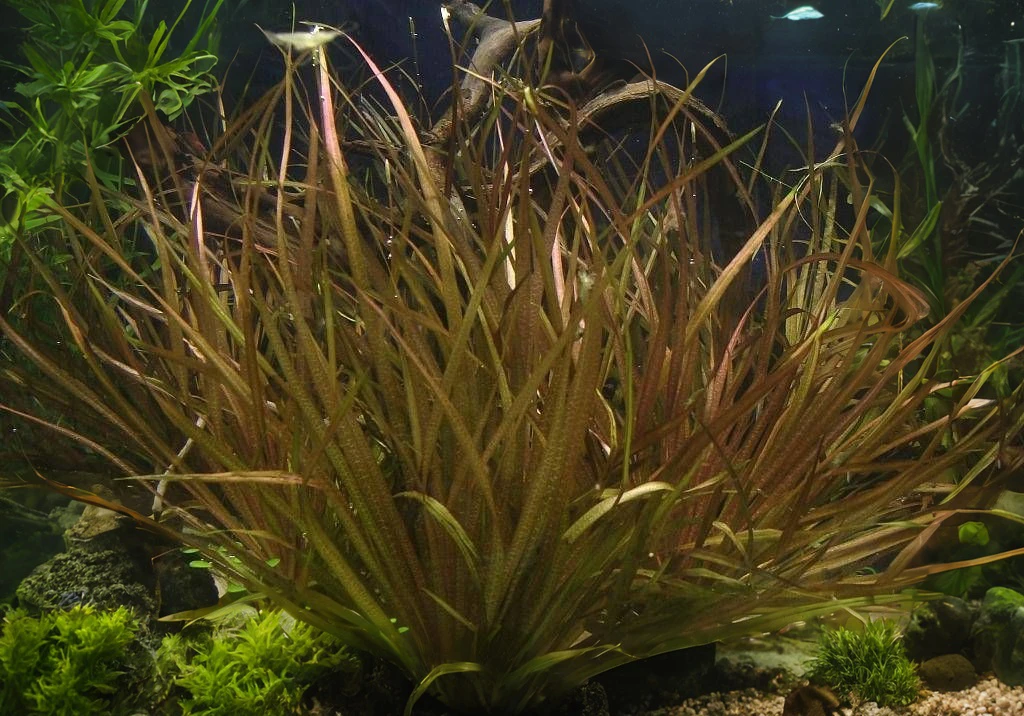 Blyxa aubertii "Red"