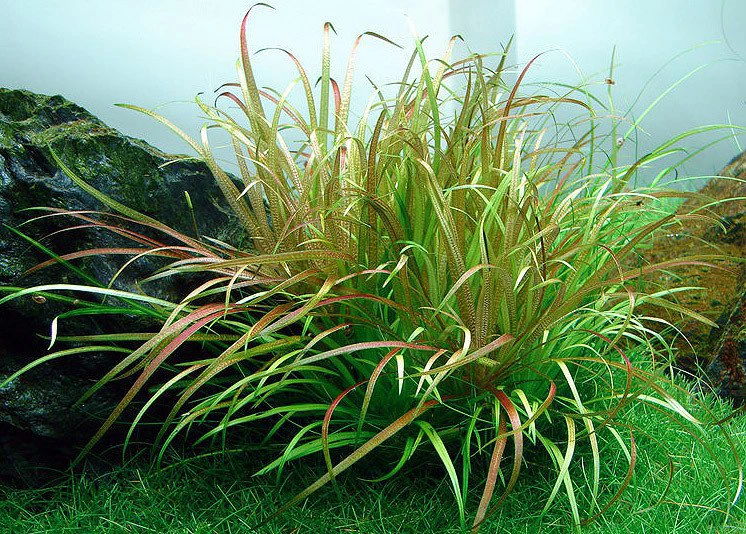 Blyxa japonica var. japonica