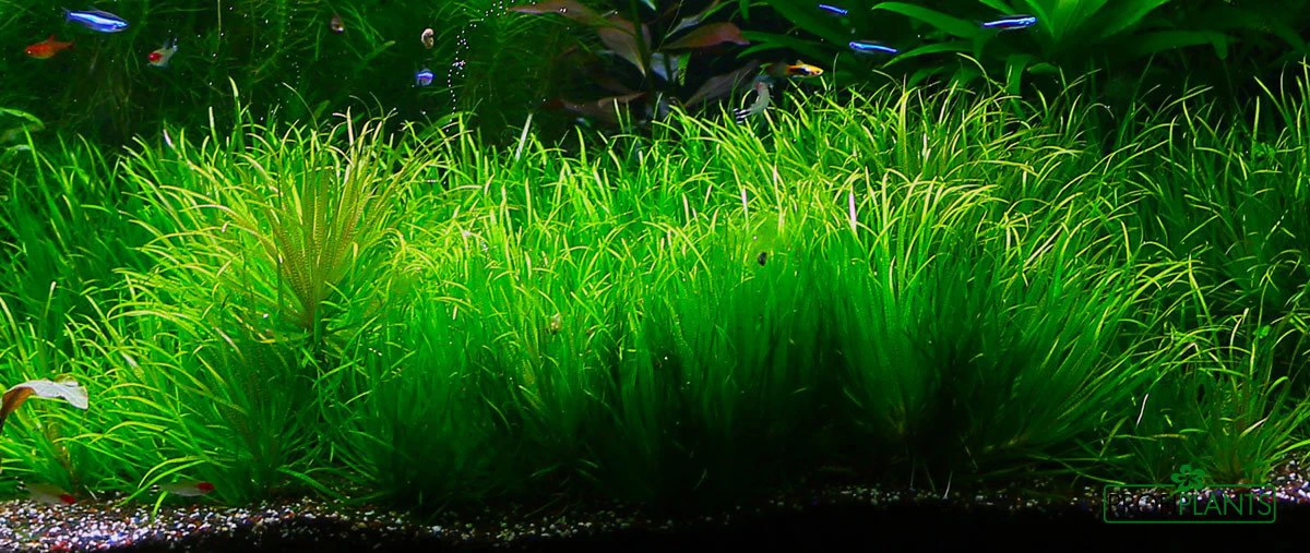 Blyxa japonica var. japonica